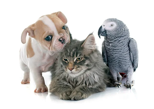 Cachorro, gato e ave