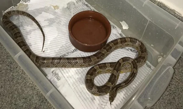 cobra