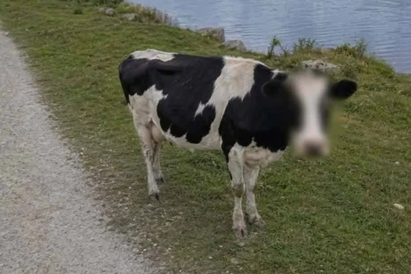 Google Maps “protege” identidade de vaca e foto viraliza no X