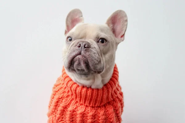 FOTO colorida de vídeo do tiktok cão sentindo cheiro pela primeira vez