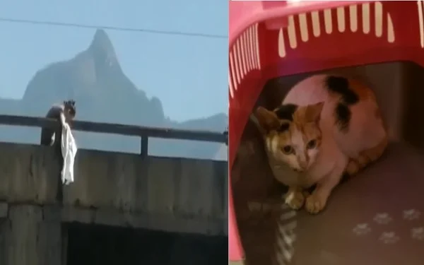Gata resgatada em viaduto do rio