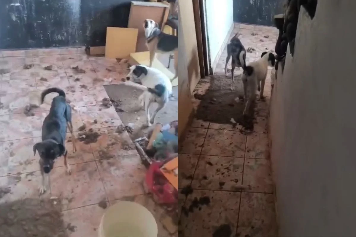 Polícia resgata mais de 25 animais em situação de abandono em Ermelino Matarazzo