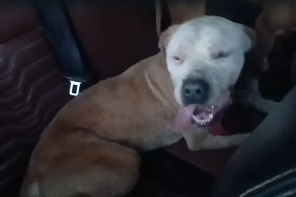 Ataque de abelhas deixa um cão morto e outros dois feridos no DF