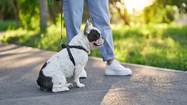 Quanto tempo vive um cão? Veja a expectativa de vida de cada raça