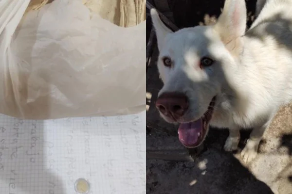 Como está o cão que menino deixou em abrigo para evitar maus-tratos