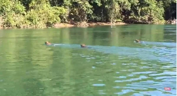 Vídeo: pescador encontra 3 sucuris e 3 onças em rio no PR: “Presente”