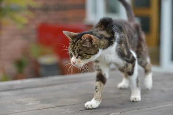 Gata volta para casa 13 anos após desaparecer