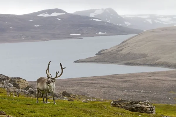 Mais de 200 renas morreram de fome em ilha norueguesa