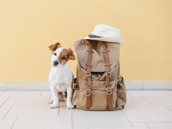 Foto colorida de cachorro ao lado de mala - Metrópoles