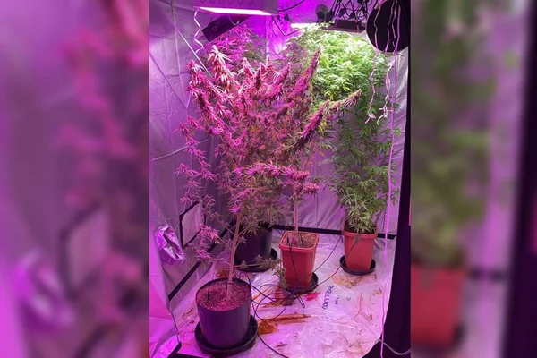 Maconha gourmet