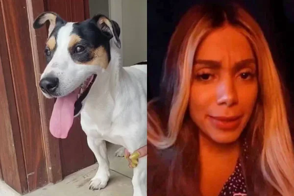 Anitta encontra cão perdido e manda recado para dono: “Já tenho sete aqui”