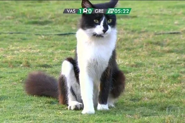 Tom e Jerry? Aparição de gato em São Januário vira meme