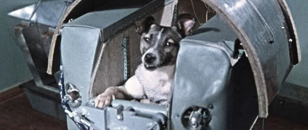 Cadela Laika
