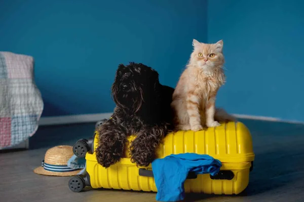 imagem colorida. Cão e gato sentados em cima de uma plataforma amarela