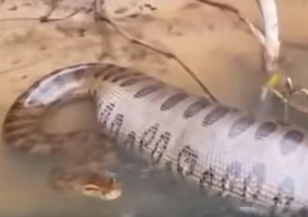 Pescadores de Mato Grosso do Sul encontram sucuri gigante. Veja vídeo