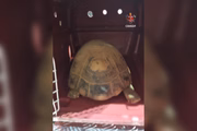 O jabuti foi levado ao Hospital Veterinário e Centro de Reabilitação da Fauna Silvestre do Distrito Federal (HFAUS), para receber os cuidados necessários