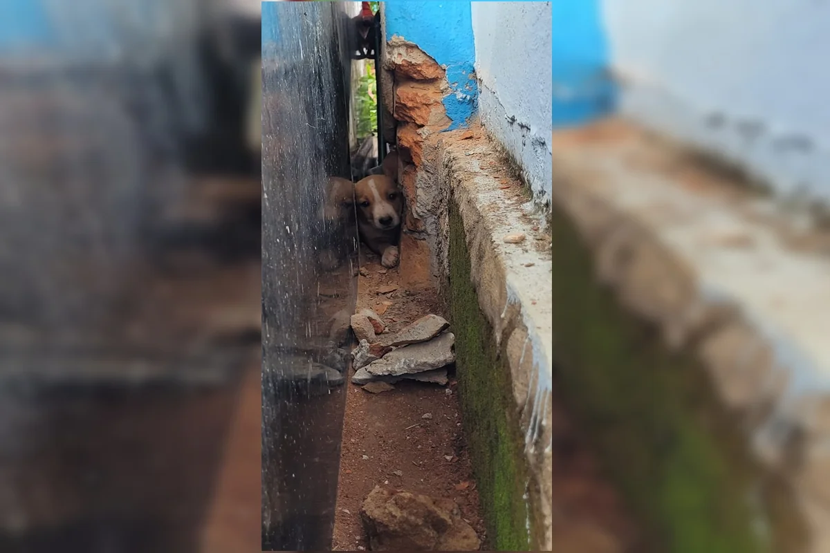 Filhote é resgatado após ficar preso entre túmulo e muro de cemitério em GO Filhote é resgatado após ficar preso entre túmulo e muro de cemitério em GO