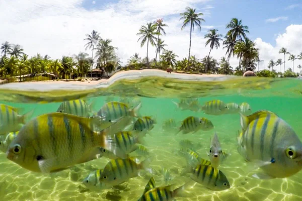 peixes no mar da Bahia