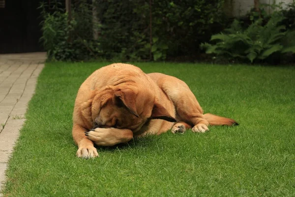 Cachorro na grama