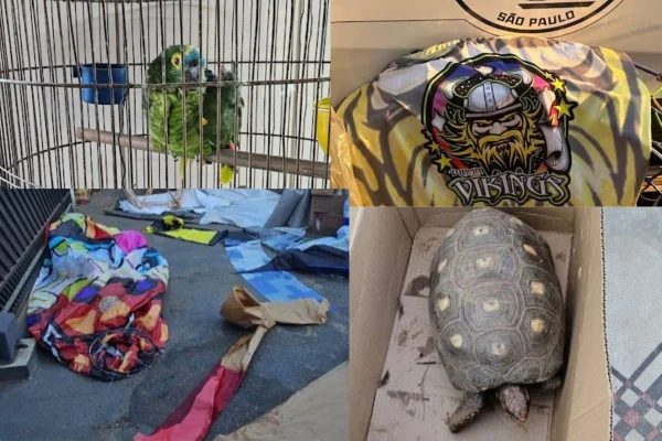 Imagens coloridas mostram operação policial encontra equipamentos para fabricar balões e animais silvestres no interior de São Paulo