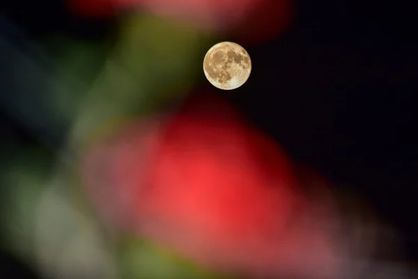 Fotos: “Lua de morango” encanta brasilienses no fim de semana