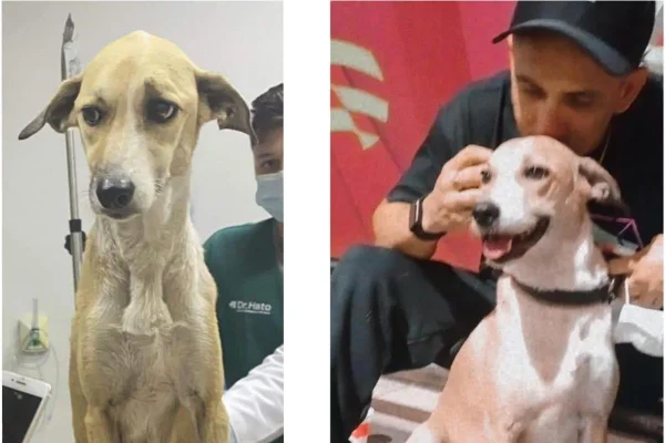 A cadela Pandora antes e depois de ter ficado 45 dias desaparecida