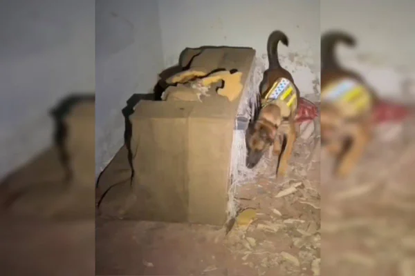 Foto colorida de cachorro cheirando sofá