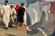 Golfinho debilitado é resgatado após aparecer na areia em Praia Grande - imagem 2 Golfinho debilitado é resgatado após aparecer na areia em Praia Grande - imagem 2