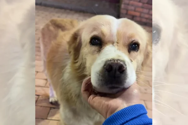 Vídeo: cachorro de rua se emociona ao ouvir que será levado para casa