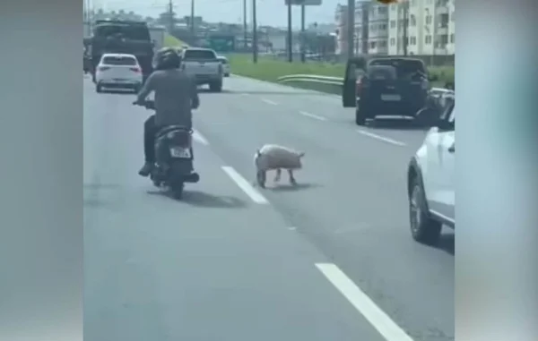 Vídeo: porco é flagrado andando em via expressa em Florianópolis
