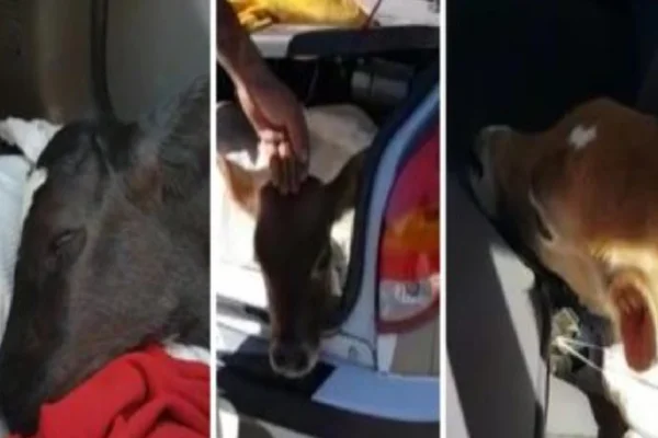 Bezerros no interior de veículo