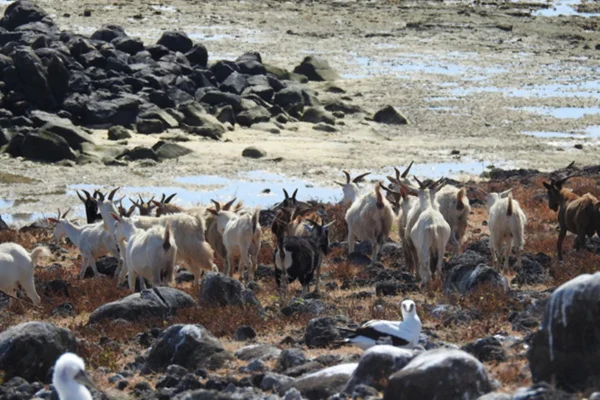 Imagem colorida de cabras em ilha na Bahia - Metrópoles