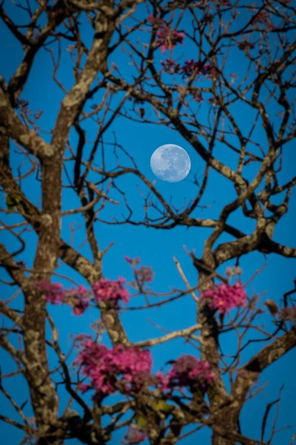 Superlua dos Cervos DF