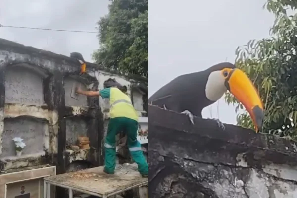 O tucano costuma visitar o Cemitério da Areia Branca, em Santos, durante enterros das pessoas que são sepultadas - Metrópoles