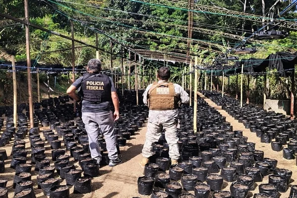 PF descobre laboratório do crime e plantação com 10 mil pés de maconha