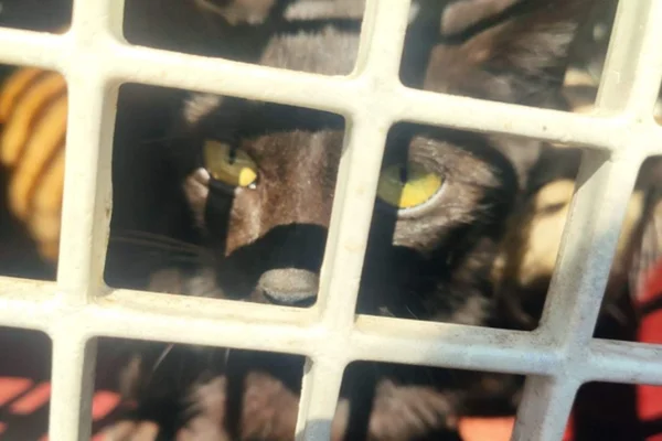 Mulher é investigada por esfregar pimenta em gato de estimação no ES