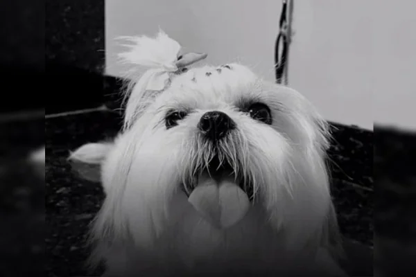 Tutora denuncia morte de cachorra em mutirão de castração no DF