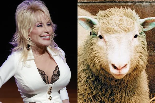 Dolly Parton inspirou nome da 1ª ovelha a ser clonada: entenda
