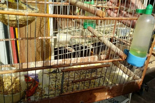 PMDF apreende sete aves no Park Way após denúncia de maus-tratos