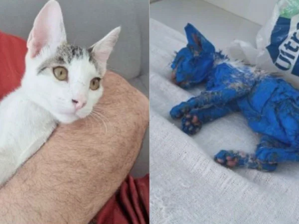 Montagem com fotos coloridas da gatinha blue atualmente e quando foi vítima de maus tratos - Metrópoles