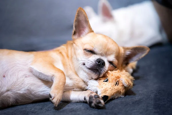 Chihuahua dormindo
