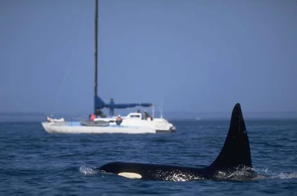 Fotografia colorida de orca com um barco veleiro ao fundo