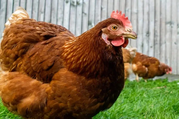 Agricultura confirma mais 2 casos de gripe aviária no Brasil
