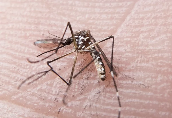 Planos de saúde serão obrigados a cobrir testes rápidos de dengue e chikungunya