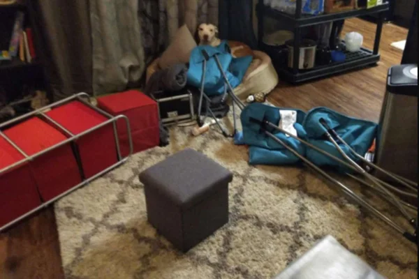 Cachorra deitada na cama observando a bagunça na casa