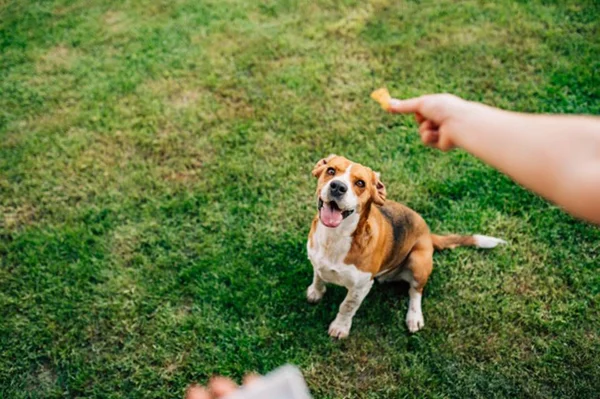 Veja como oferecer petiscos ao cachorro com segurança