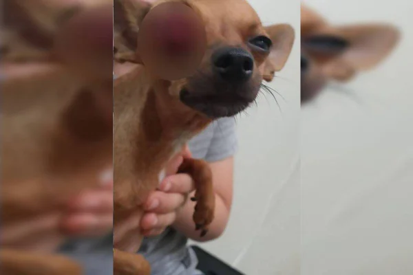 PCGO prende homem que agrediu cadela prenhe com taco de beisebol