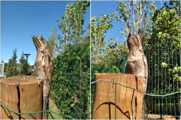 Imagem colorida, "Ave-fantasma" com poder de camuflagem intriga moradores de Maringá - Metrópoles