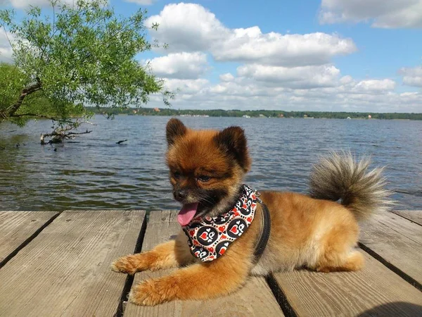 Quatro benefícios do óleo de coco para os cachorros