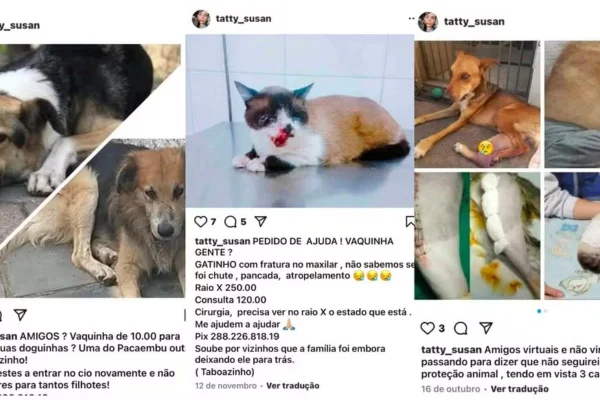 Sepa da Polícia Civil de Itapetininga prendeu preventivamente suposta protetora de animais que postava resgates fakes nas redes sociais - Metrópoles